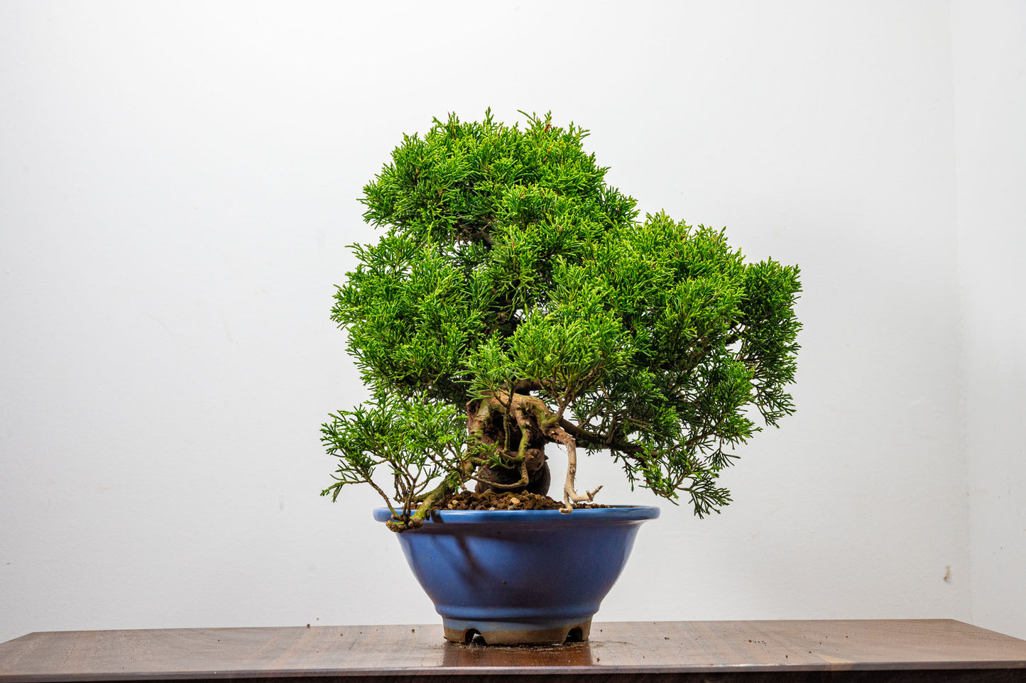 Juniper - Chinese Juniper Bonsai