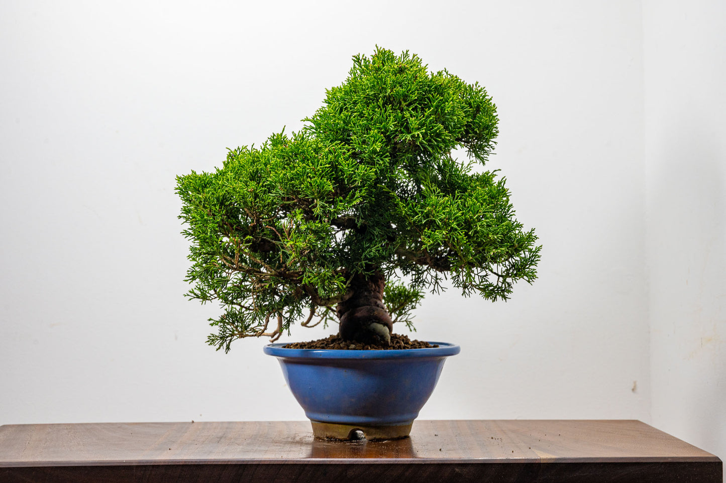 Juniper - Chinese Juniper Bonsai