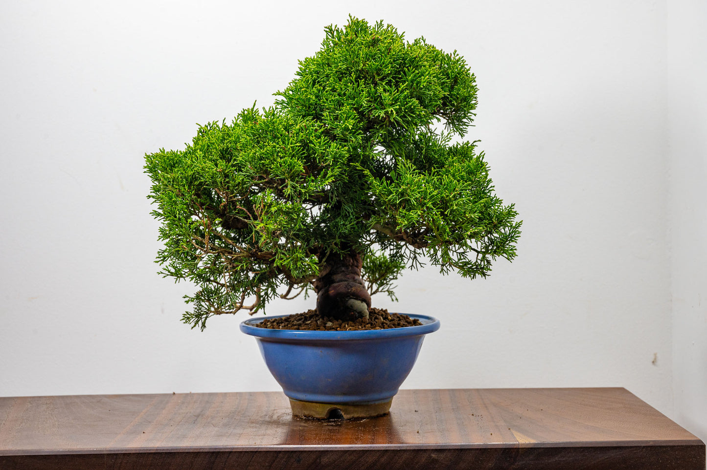 Juniper - Chinese Juniper Bonsai