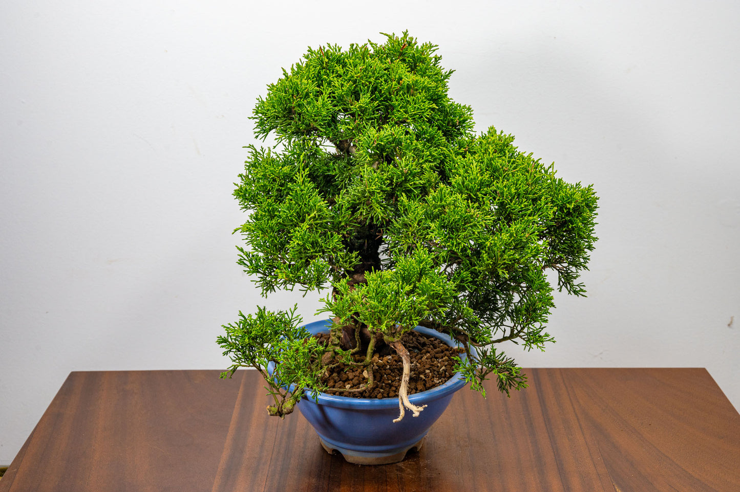 Juniper - Chinese Juniper Bonsai