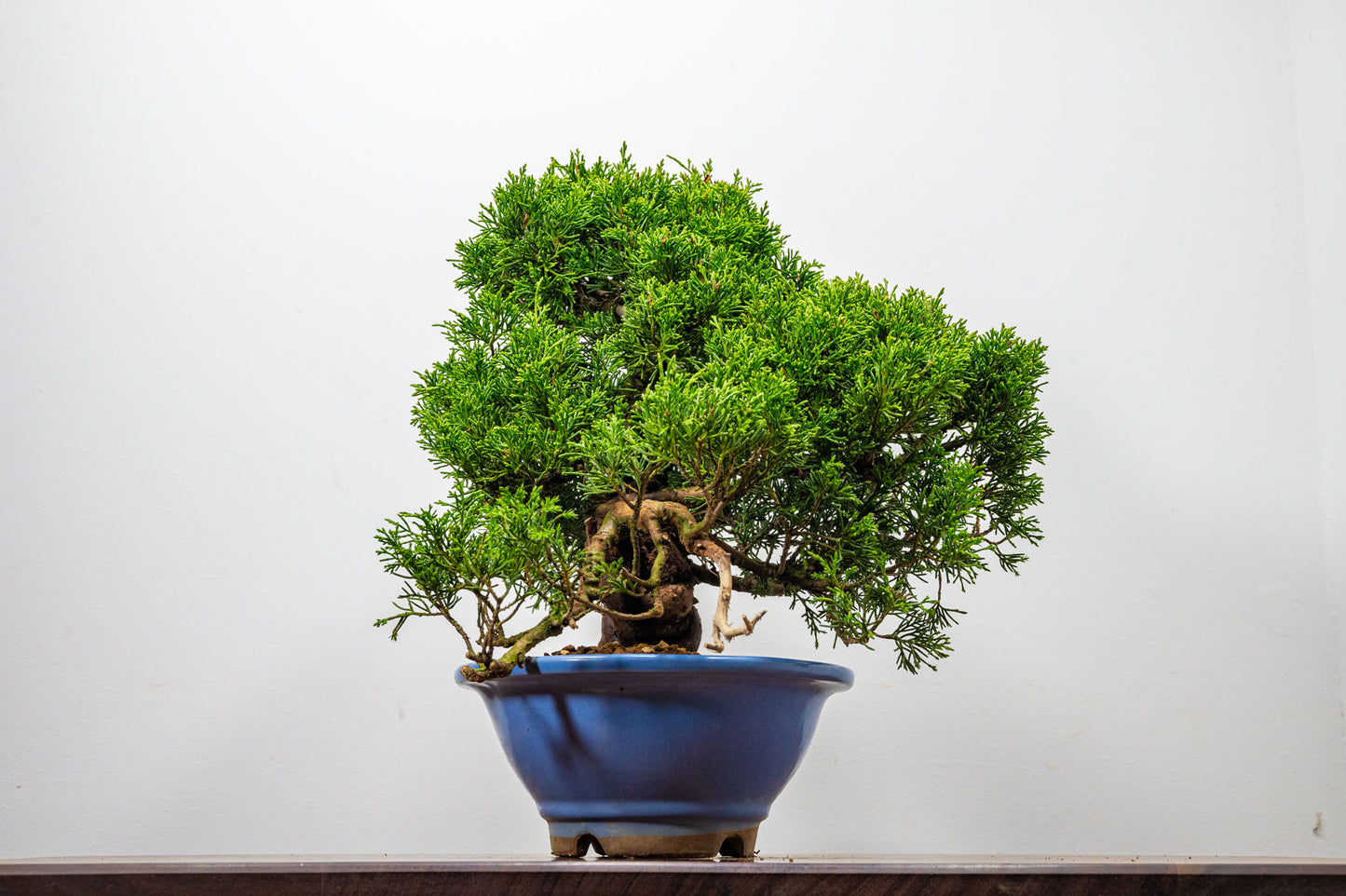 Juniper - Chinese Juniper Bonsai