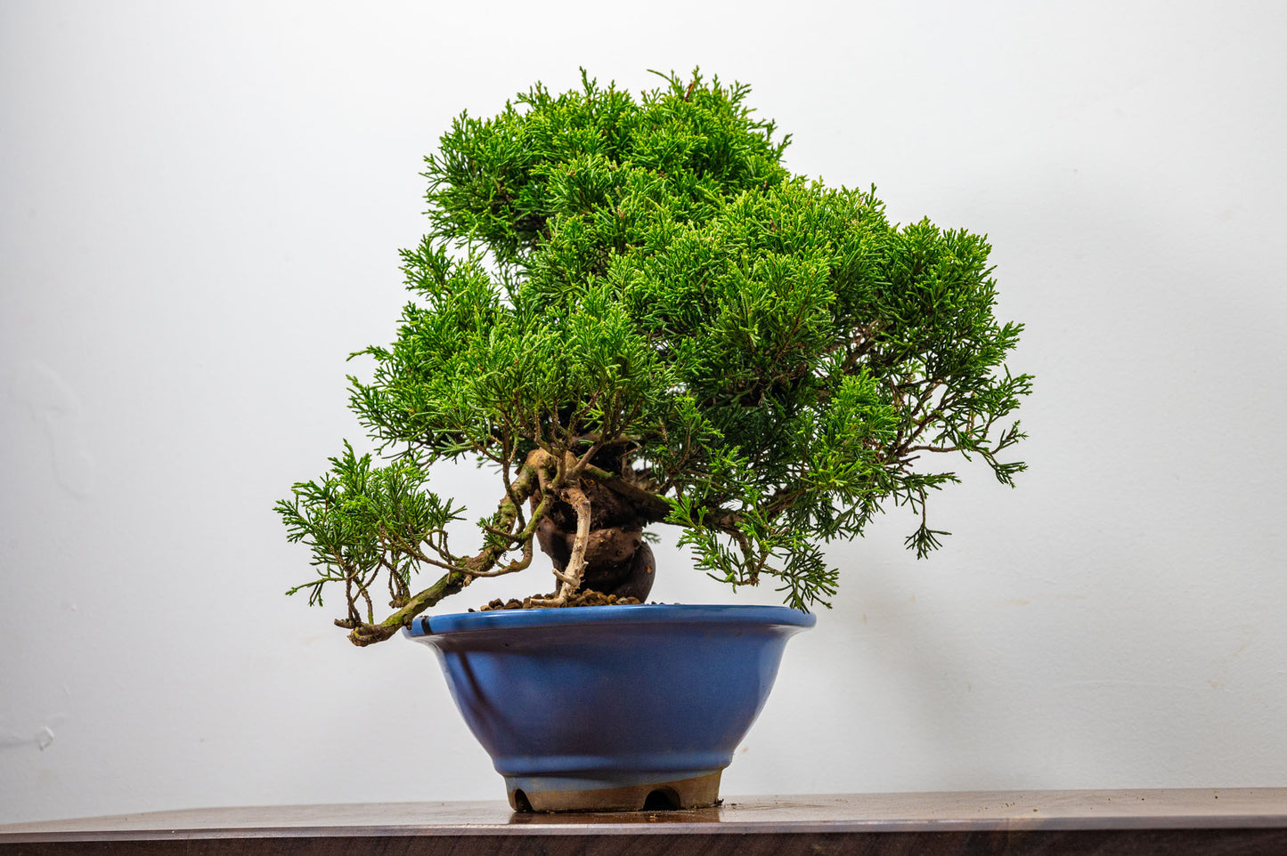 Juniper - Chinese Juniper Bonsai