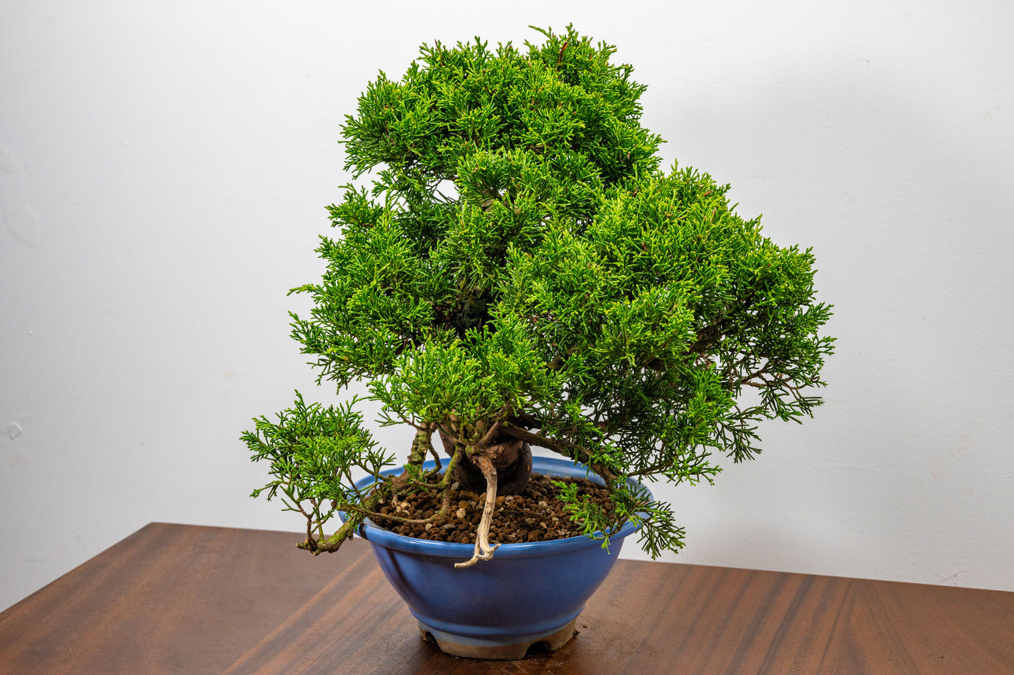 Juniper - Chinese Juniper Bonsai