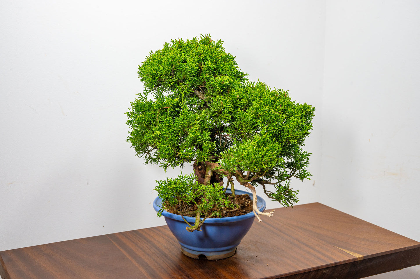 Juniper - Chinese Juniper Bonsai