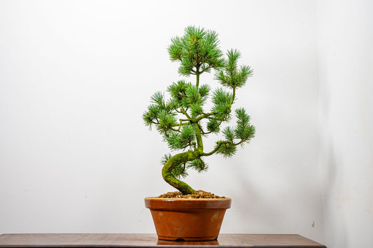 Japanese White Pine Bonsai