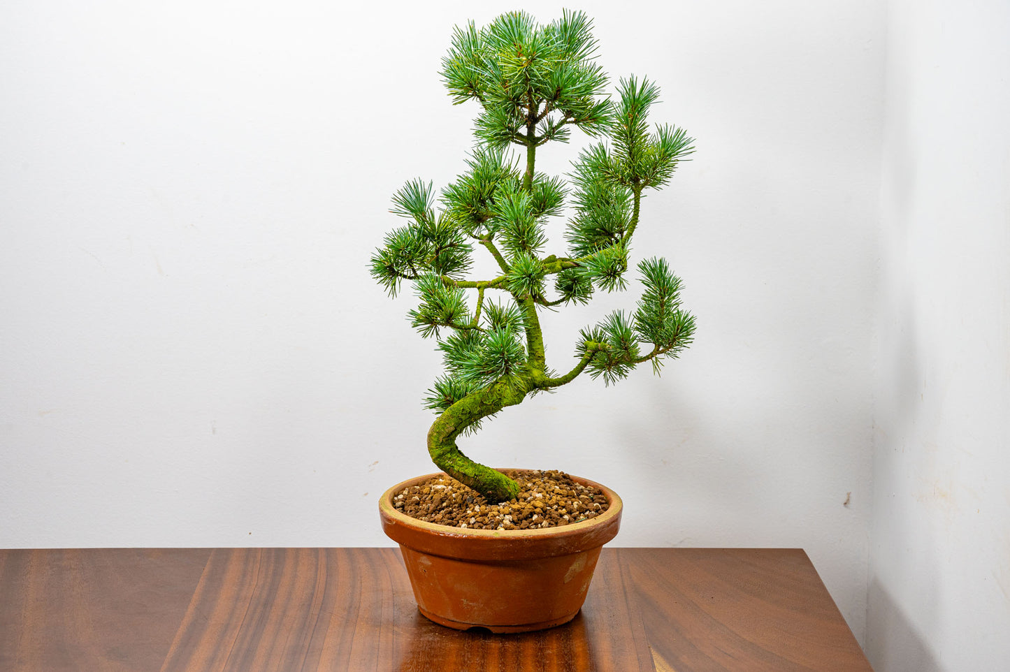 Japanese White Pine Bonsai