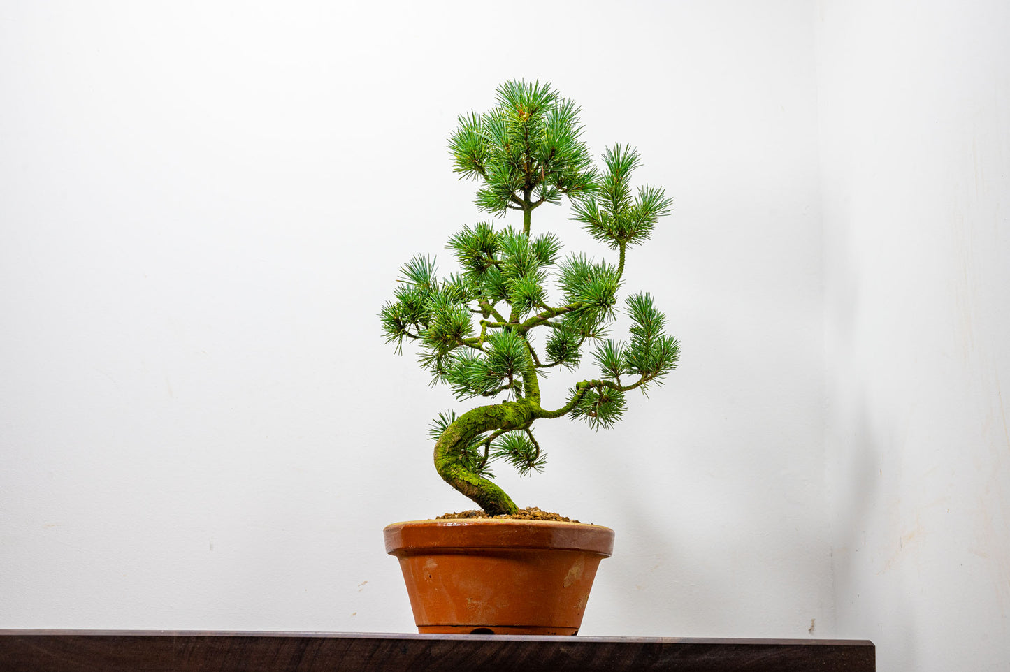 Japanese White Pine Bonsai