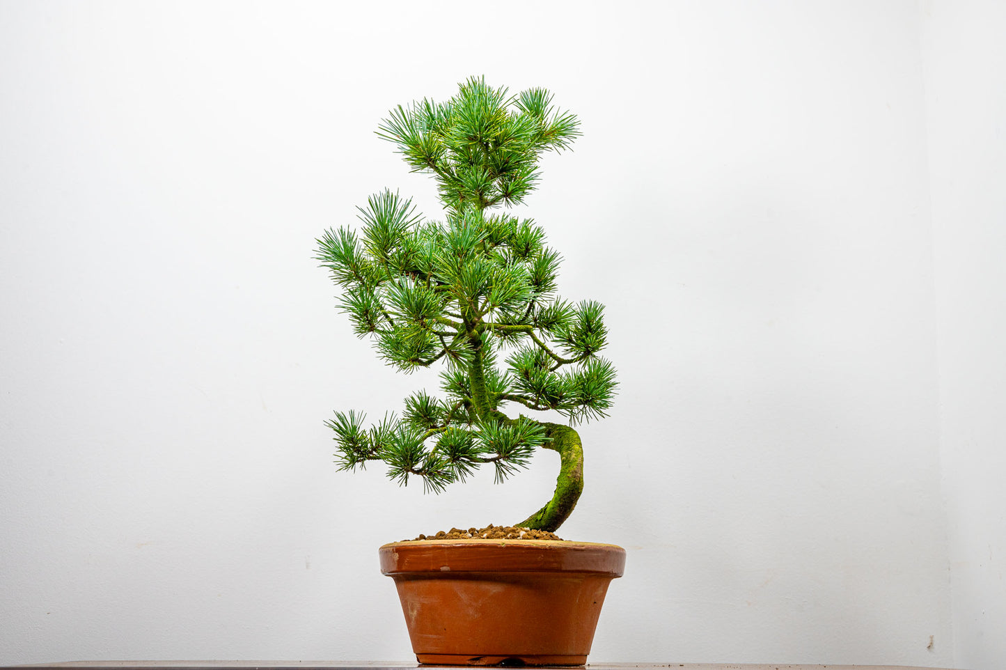 Japanese White Pine Bonsai