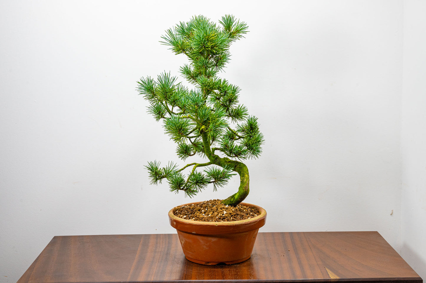 Japanese White Pine Bonsai