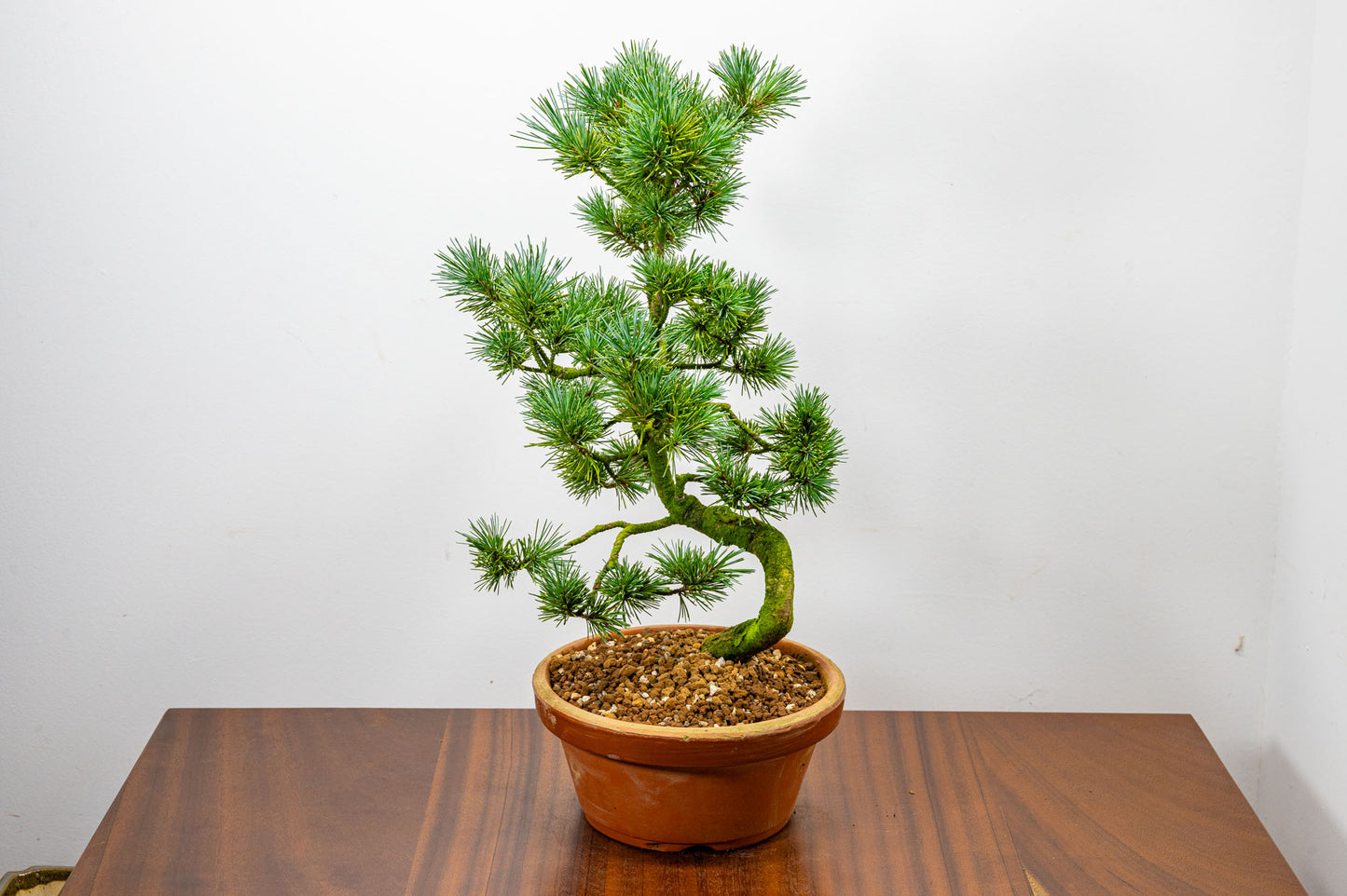 Japanese White Pine Bonsai