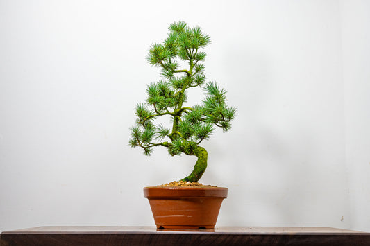 Japanese White Pine Bonsai