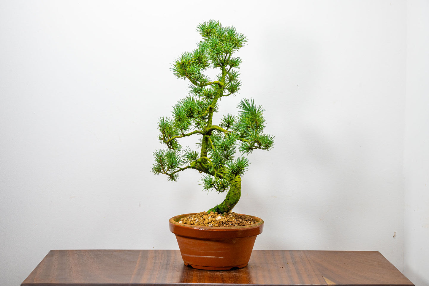 Japanese White Pine Bonsai