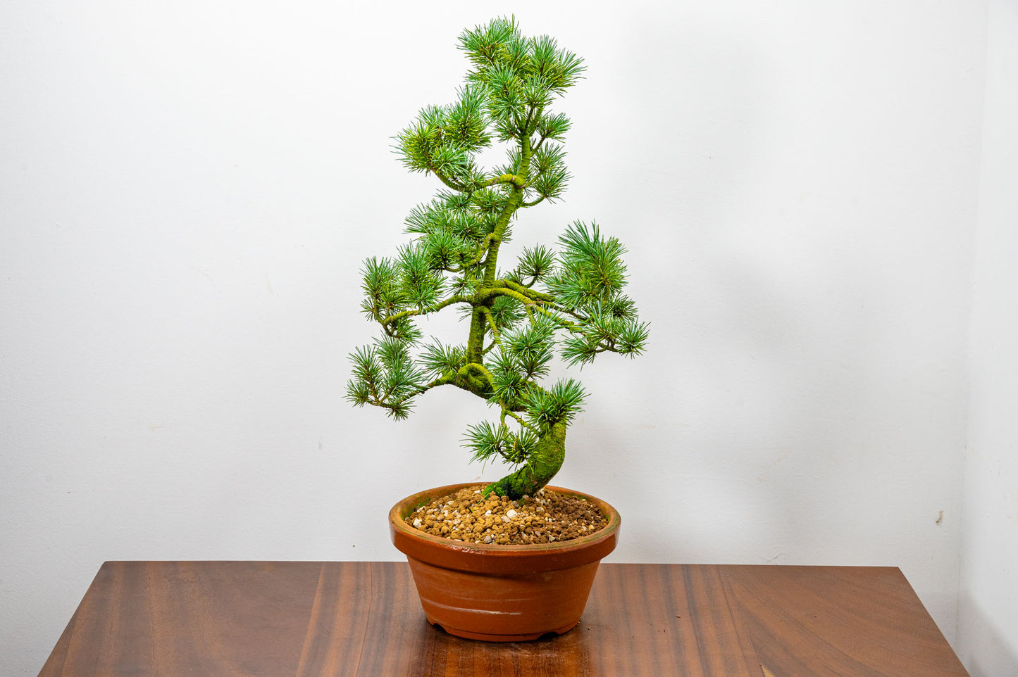 Japanese White Pine Bonsai