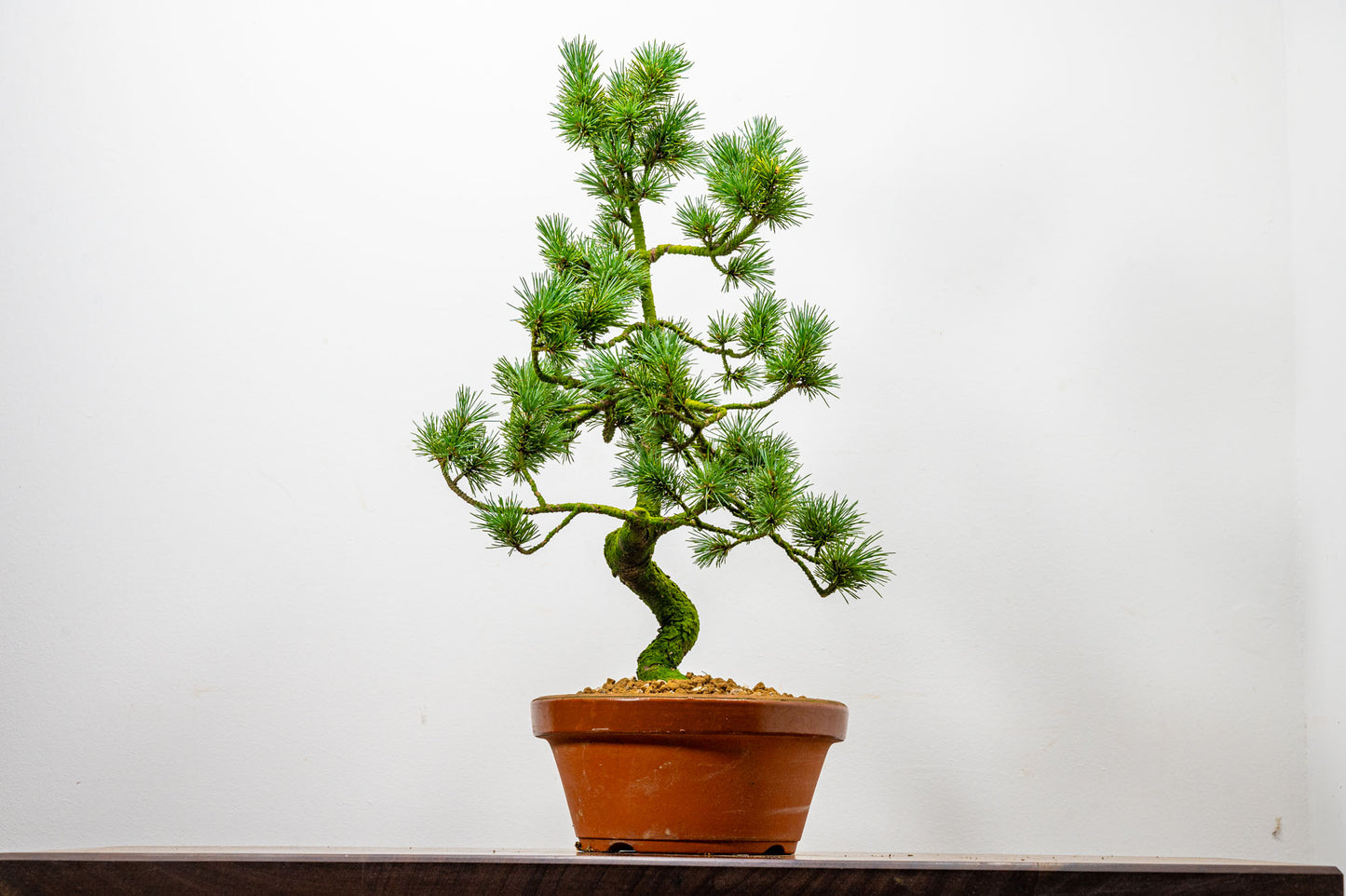 Japanese White Pine Bonsai