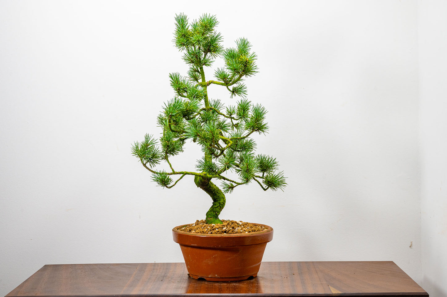 Japanese White Pine Bonsai