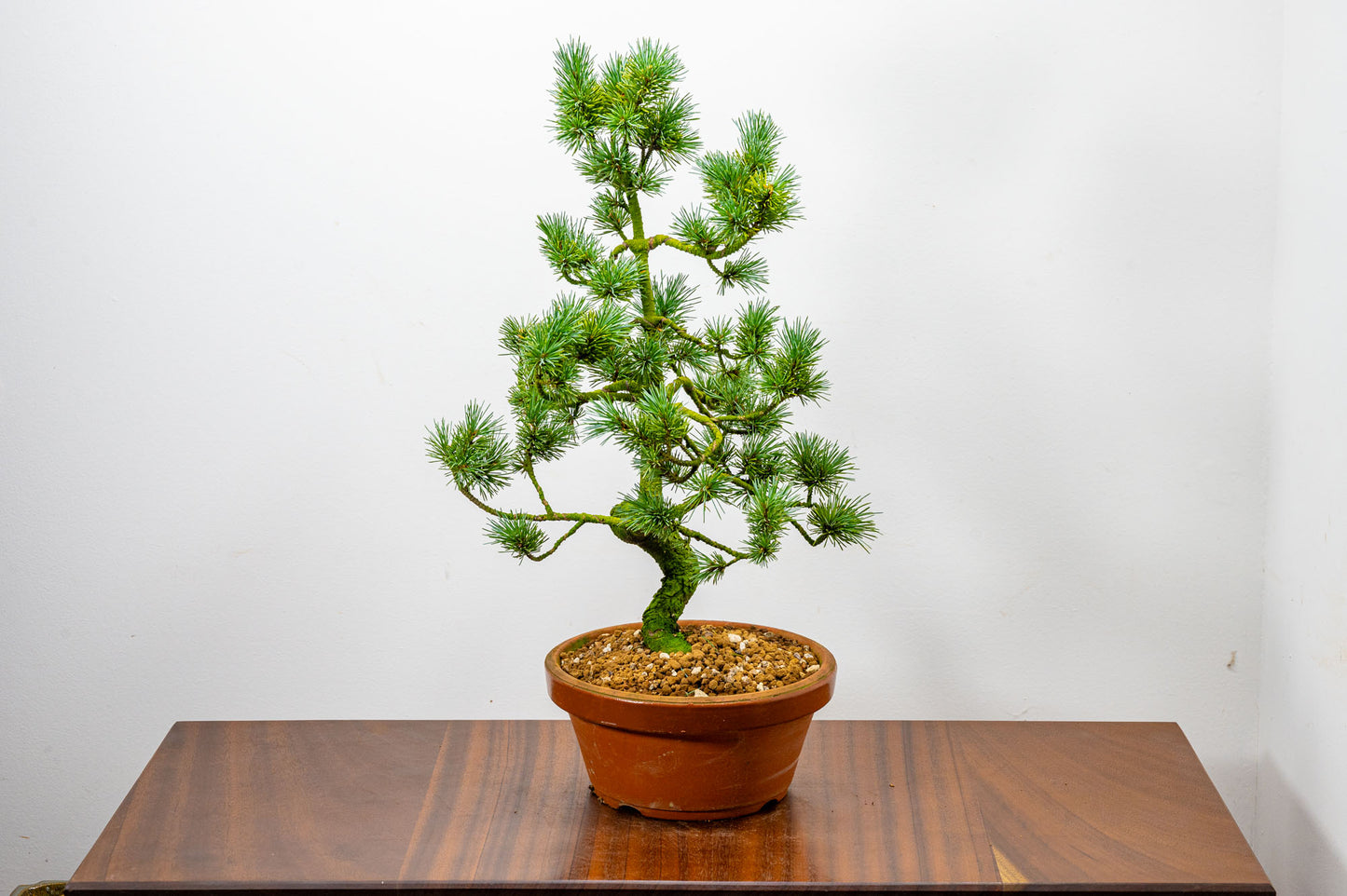 Japanese White Pine Bonsai