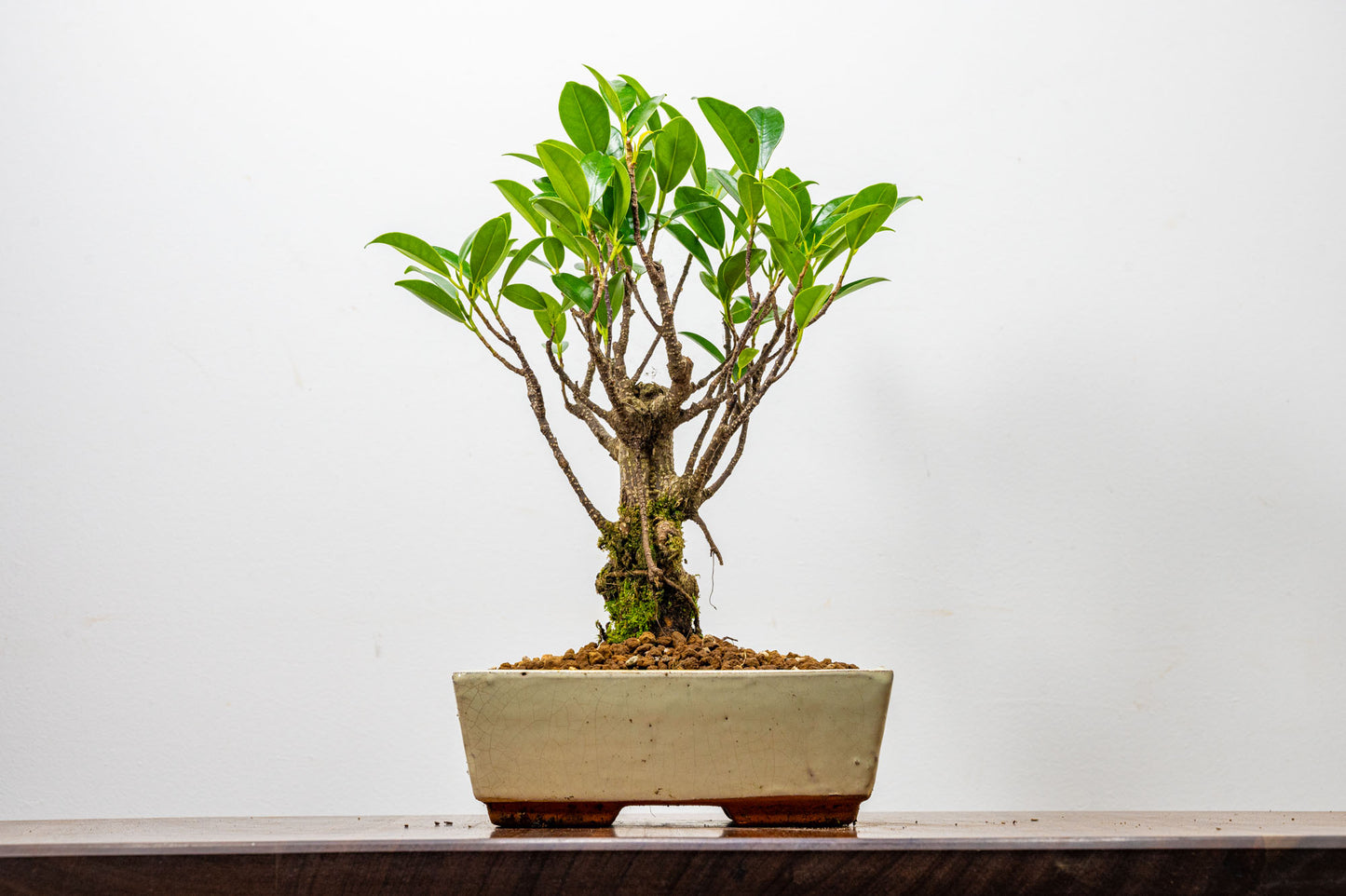 Banyan Fig Bonsai  Broom Style - 18cm Cream Ceramic Pot + Care Kit