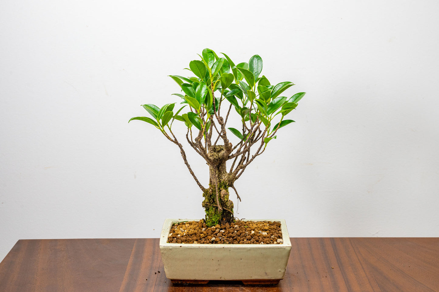 Banyan Fig Bonsai  Broom Style - 18cm Cream Ceramic Pot + Care Kit