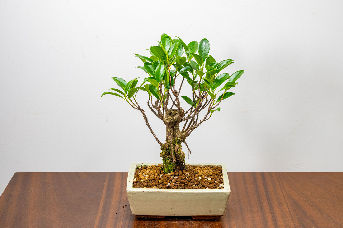 Banyan Fig Bonsai  Broom Style - 18cm Cream Ceramic Pot + Care Kit