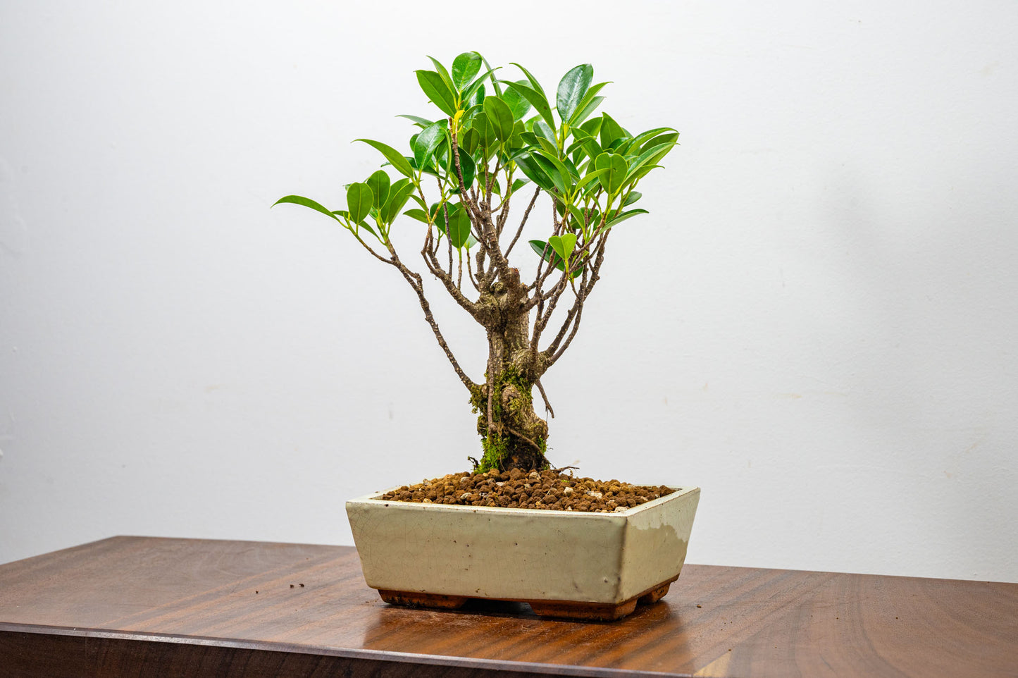 Banyan Fig Bonsai  Broom Style - 18cm Cream Ceramic Pot + Care Kit