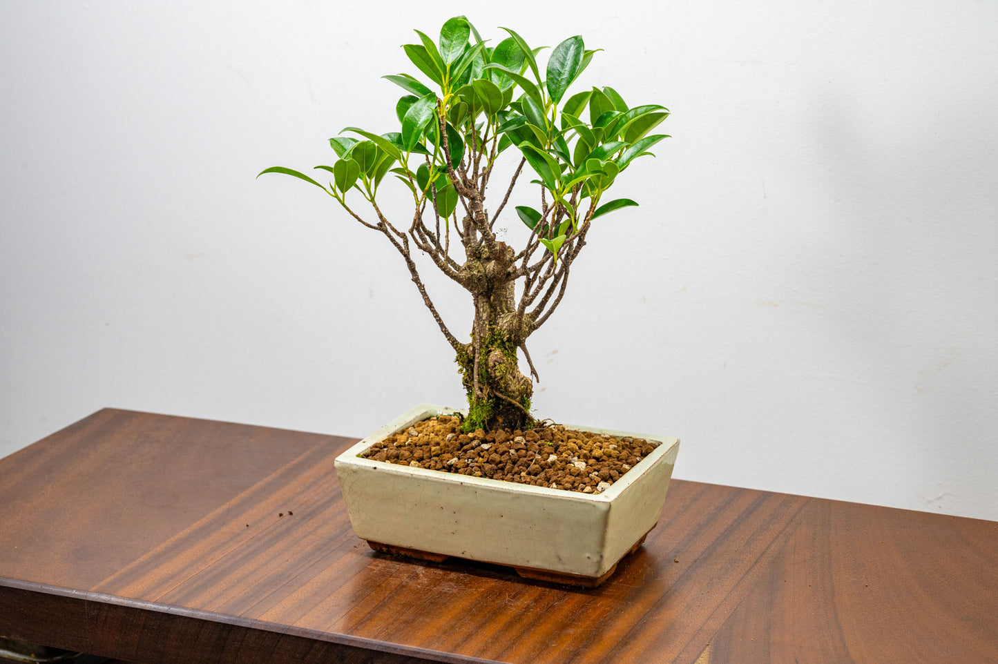 Banyan Fig Bonsai  Broom Style - 18cm Cream Ceramic Pot + Care Kit