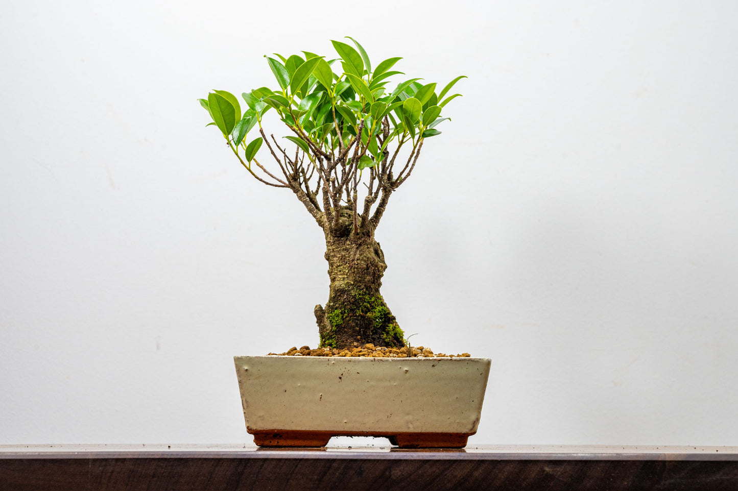 Banyan Fig Bonsai  Broom Style - 18cm Cream Ceramic Pot + Care Kit