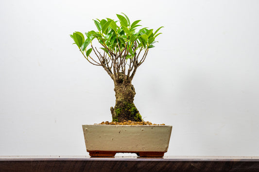 Banyan Fig Bonsai  Broom Style - 18cm Cream Ceramic Pot + Care Kit