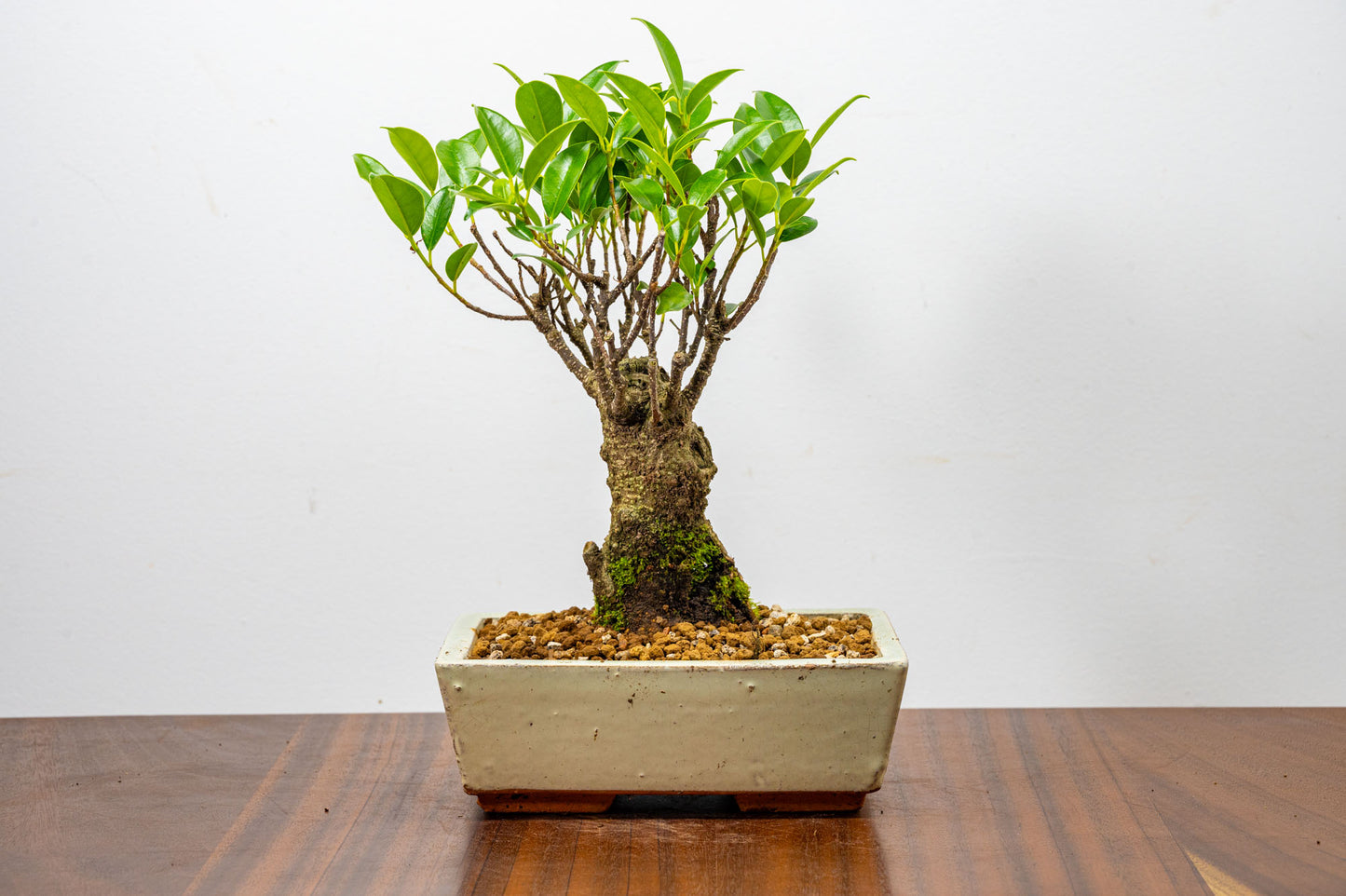 Banyan Fig Bonsai  Broom Style - 18cm Cream Ceramic Pot + Care Kit