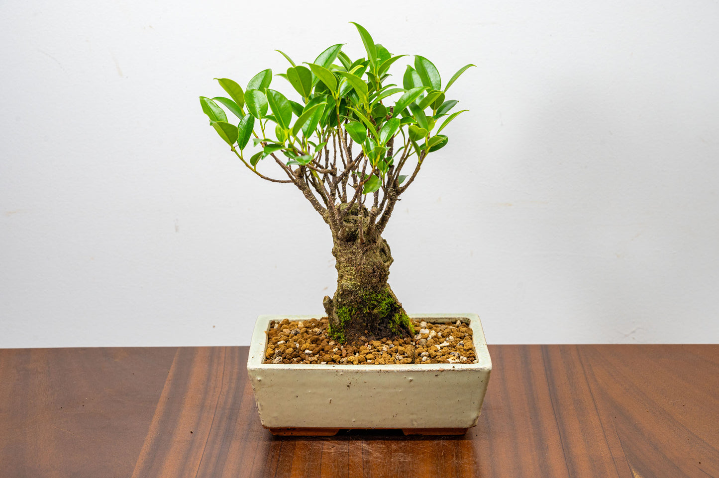 Banyan Fig Bonsai  Broom Style - 18cm Cream Ceramic Pot + Care Kit