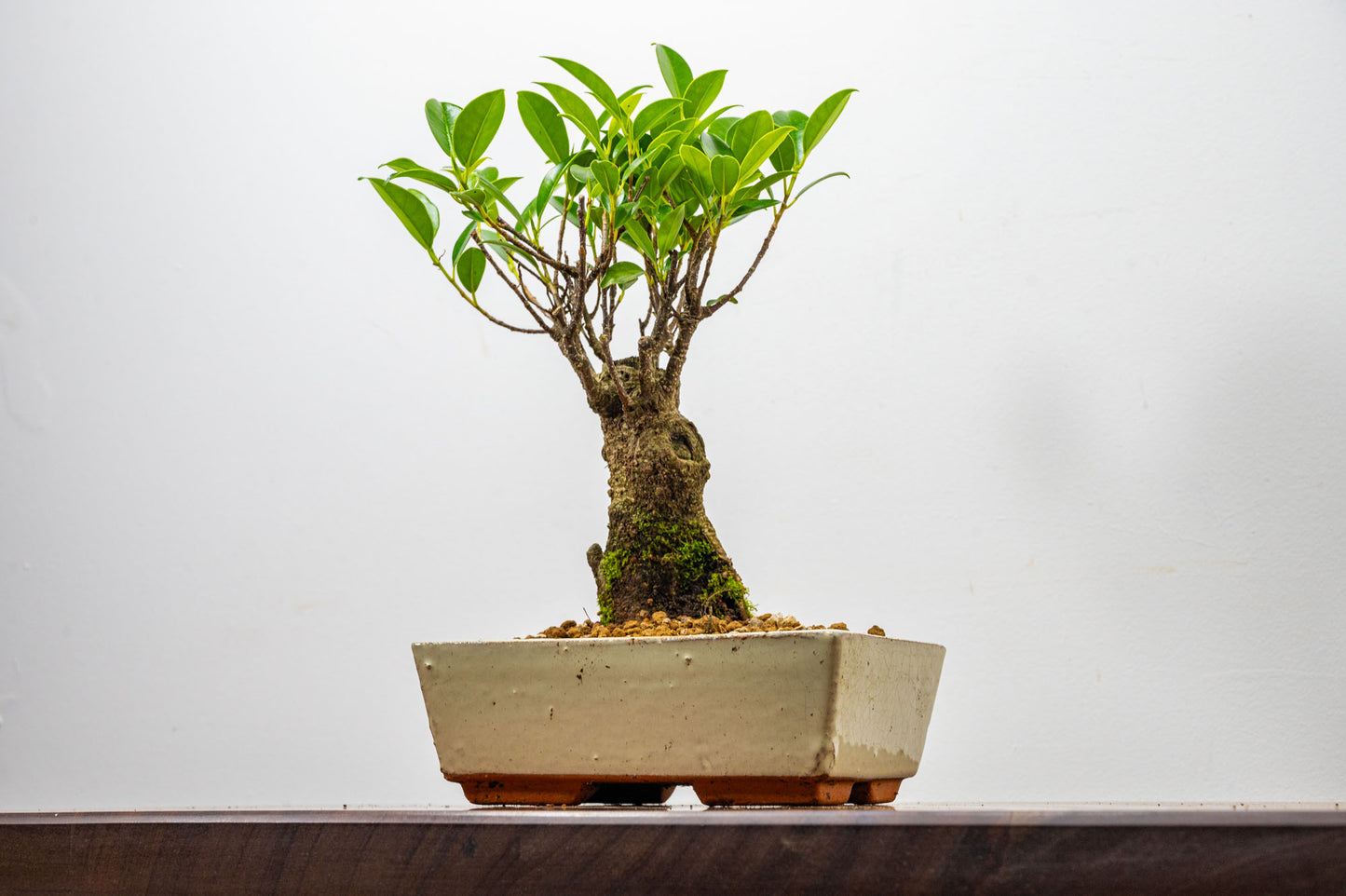 Banyan Fig Bonsai  Broom Style - 18cm Cream Ceramic Pot + Care Kit