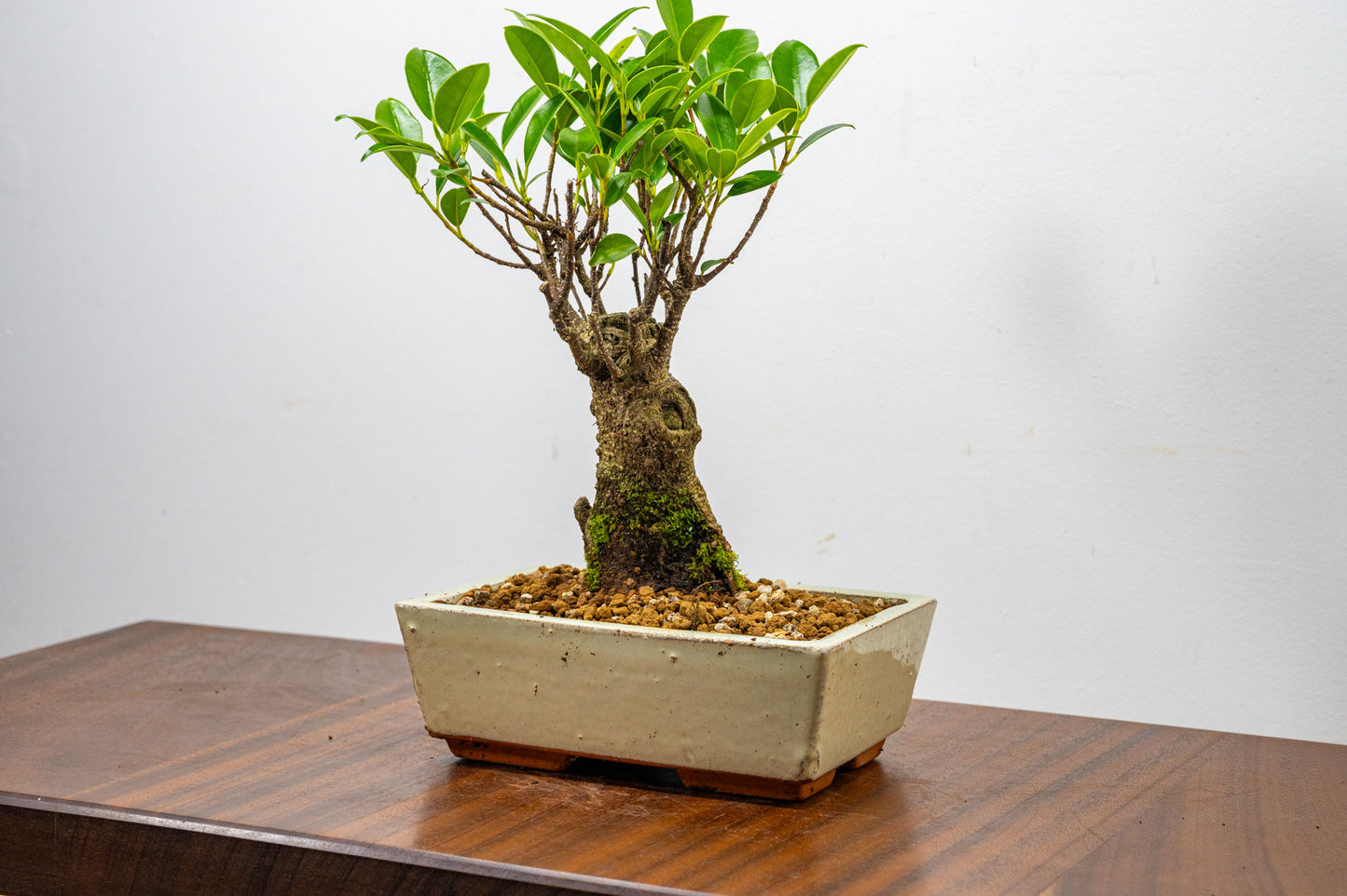 Banyan Fig Bonsai  Broom Style - 18cm Cream Ceramic Pot + Care Kit