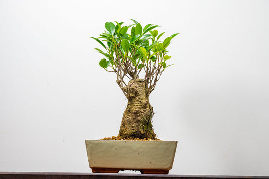 Banyan Fig Bonsai  Broom Style - 18cm Cream Ceramic Pot + Care Kit