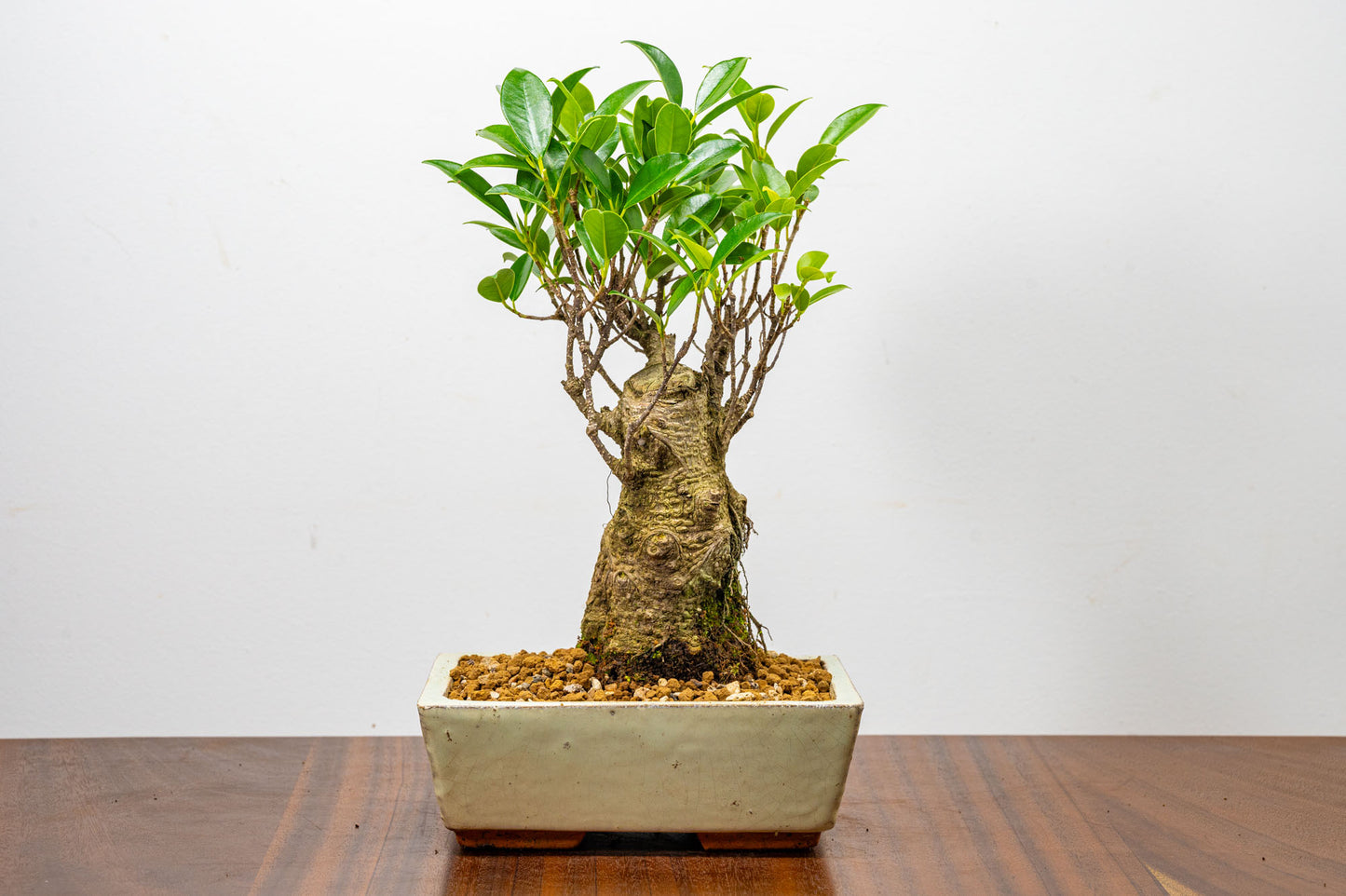 Banyan Fig Bonsai  Broom Style - 18cm Cream Ceramic Pot + Care Kit