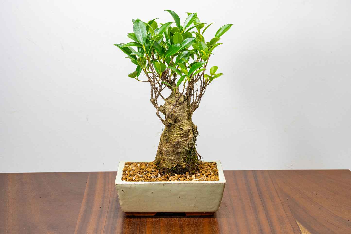 Banyan Fig Bonsai  Broom Style - 18cm Cream Ceramic Pot + Care Kit