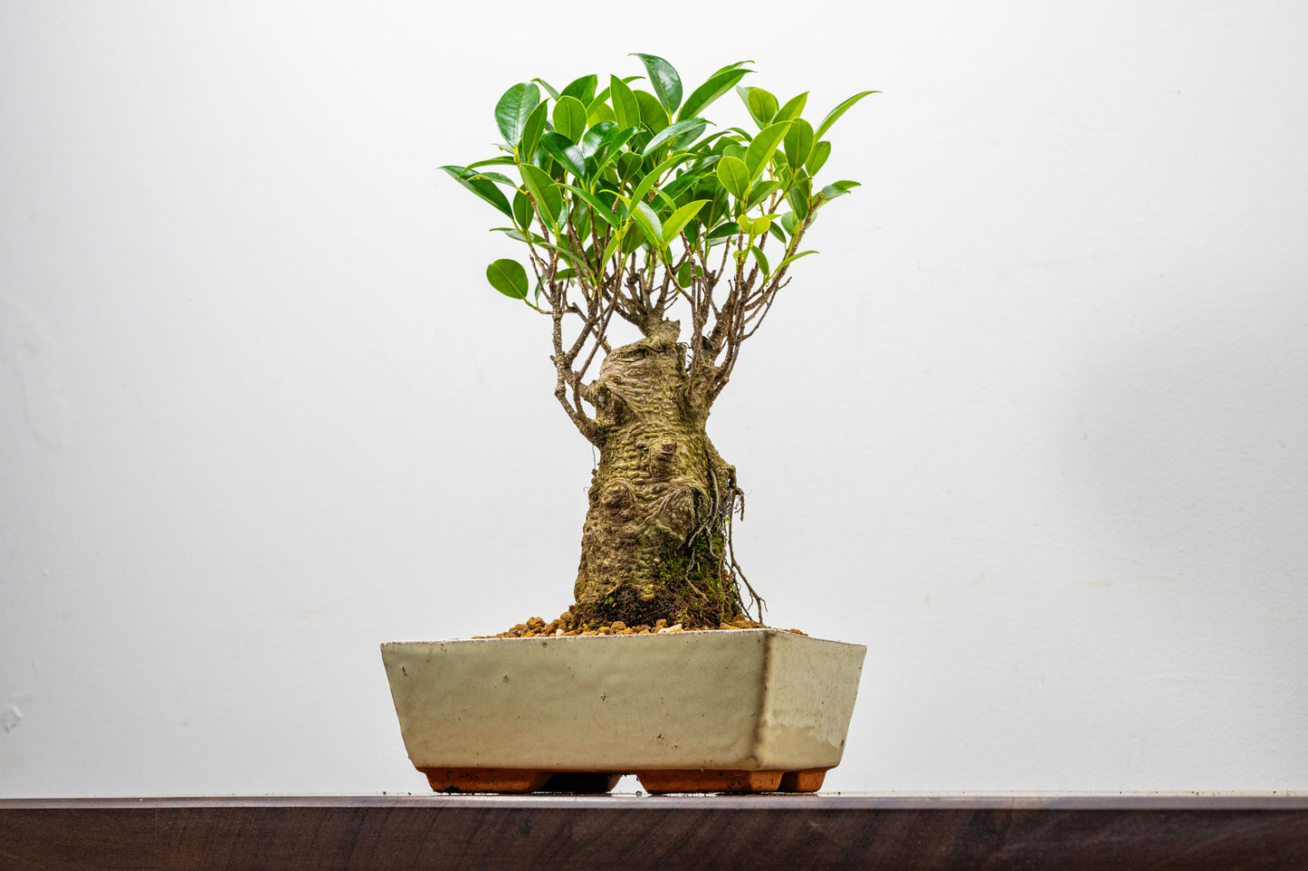 Banyan Fig Bonsai  Broom Style - 18cm Cream Ceramic Pot + Care Kit