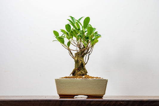 Banyan Fig Bonsai  Broom Style - 18cm Cream Ceramic Pot + Care Kit