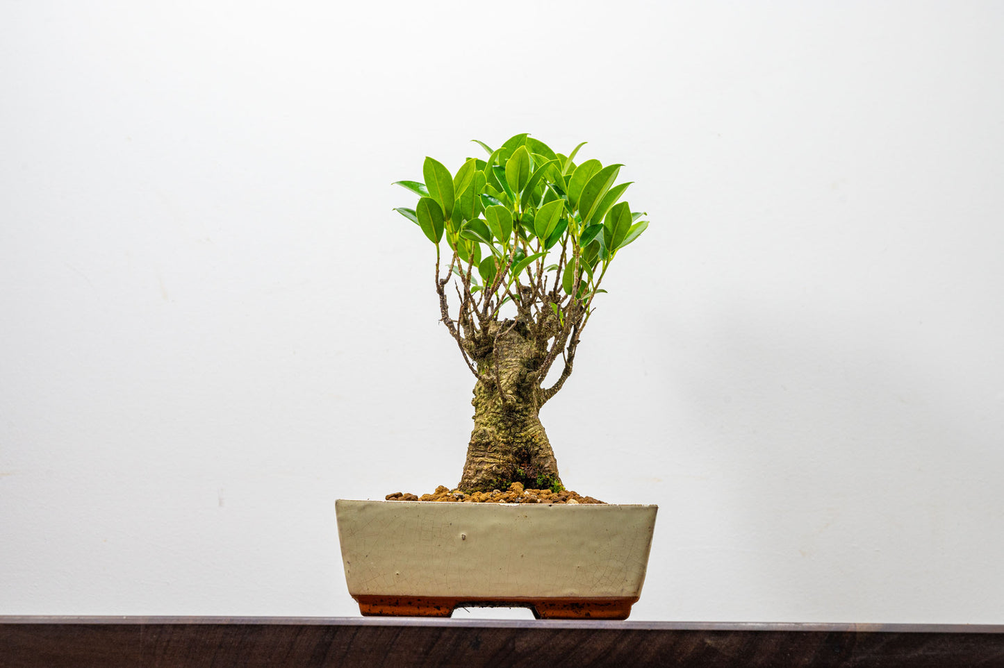 Banyan Fig Bonsai  Broom Style - 18cm Cream Ceramic Pot + Care Kit