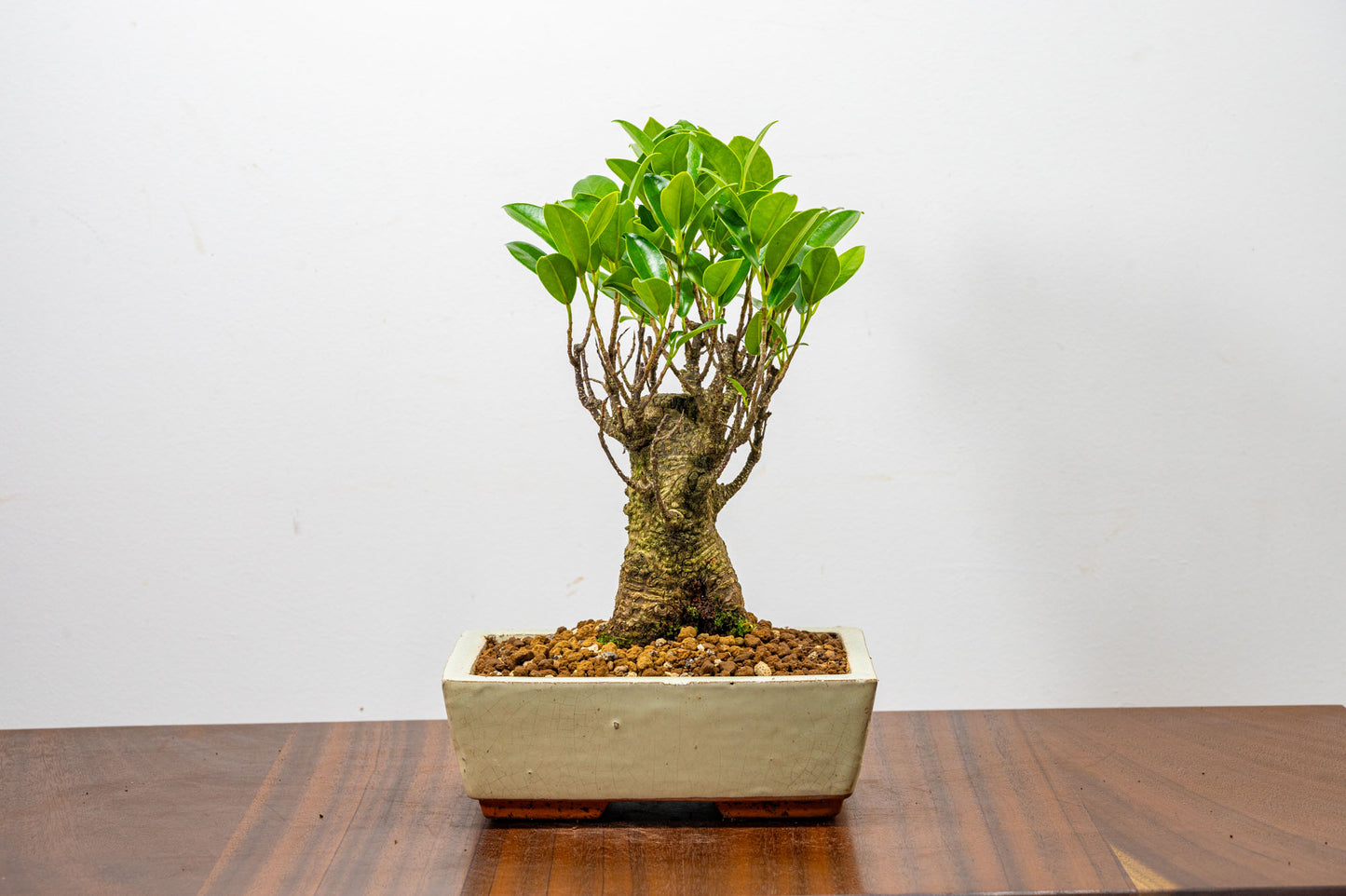 Banyan Fig Bonsai  Broom Style - 18cm Cream Ceramic Pot + Care Kit