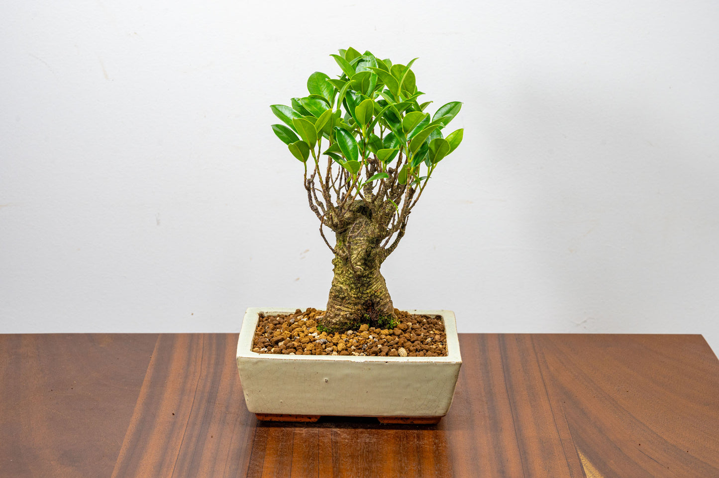 Banyan Fig Bonsai  Broom Style - 18cm Cream Ceramic Pot + Care Kit