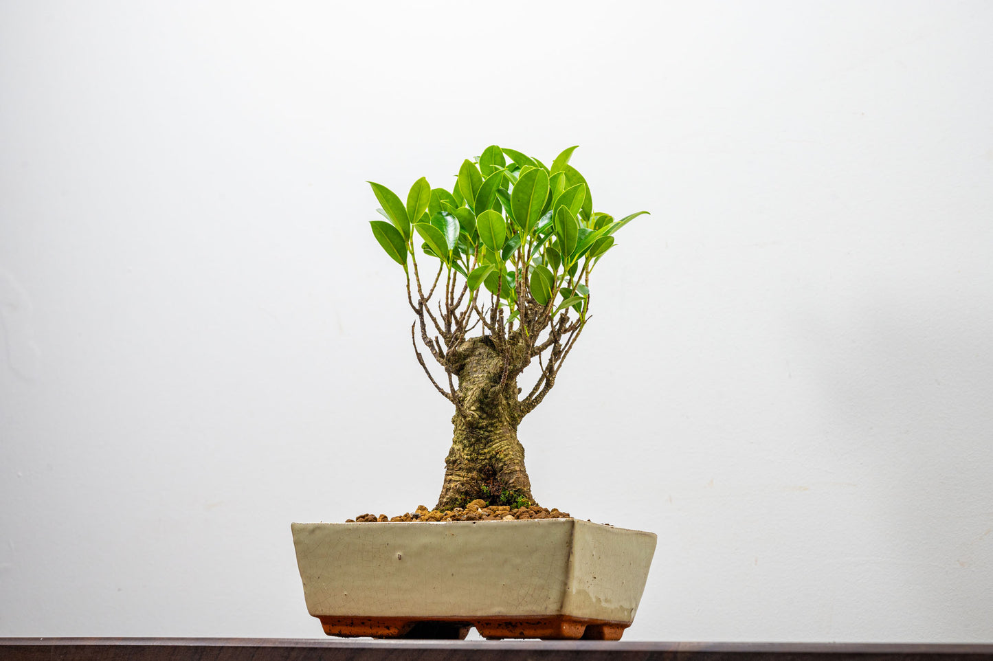 Banyan Fig Bonsai  Broom Style - 18cm Cream Ceramic Pot + Care Kit