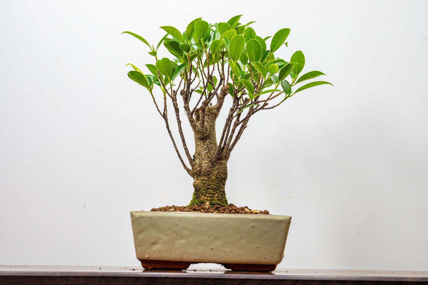 Banyan Fig Bonsai  Broom Style - 18cm Cream Ceramic Pot + Care Kit