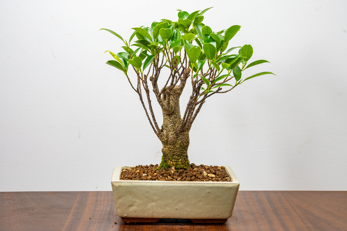 Banyan Fig Bonsai  Broom Style - 18cm Cream Ceramic Pot + Care Kit