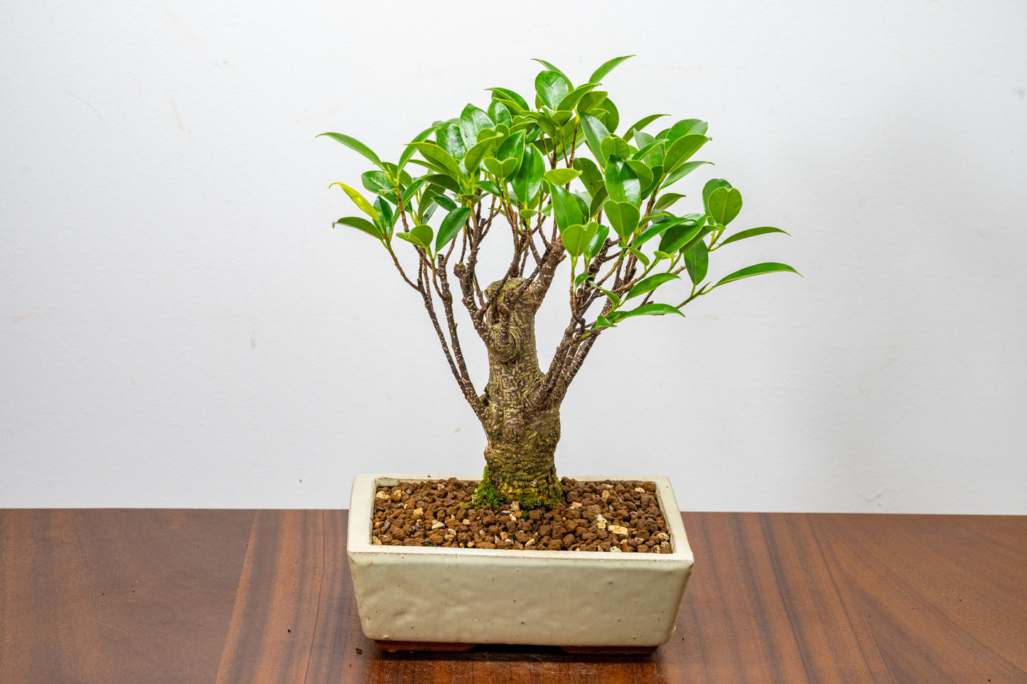 Banyan Fig Bonsai  Broom Style - 18cm Cream Ceramic Pot + Care Kit