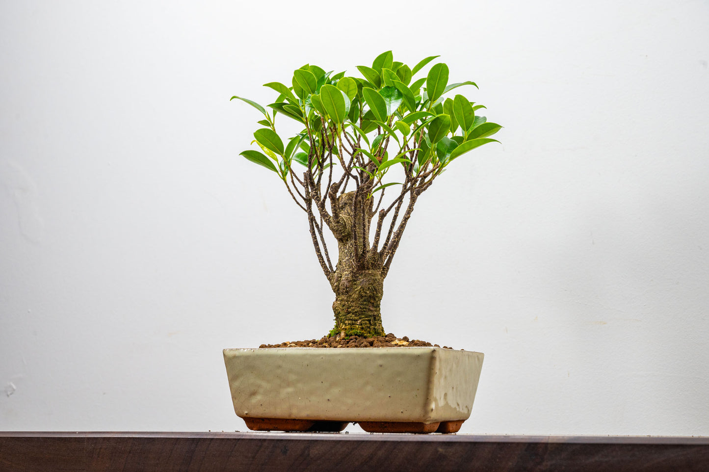 Banyan Fig Bonsai  Broom Style - 18cm Cream Ceramic Pot + Care Kit