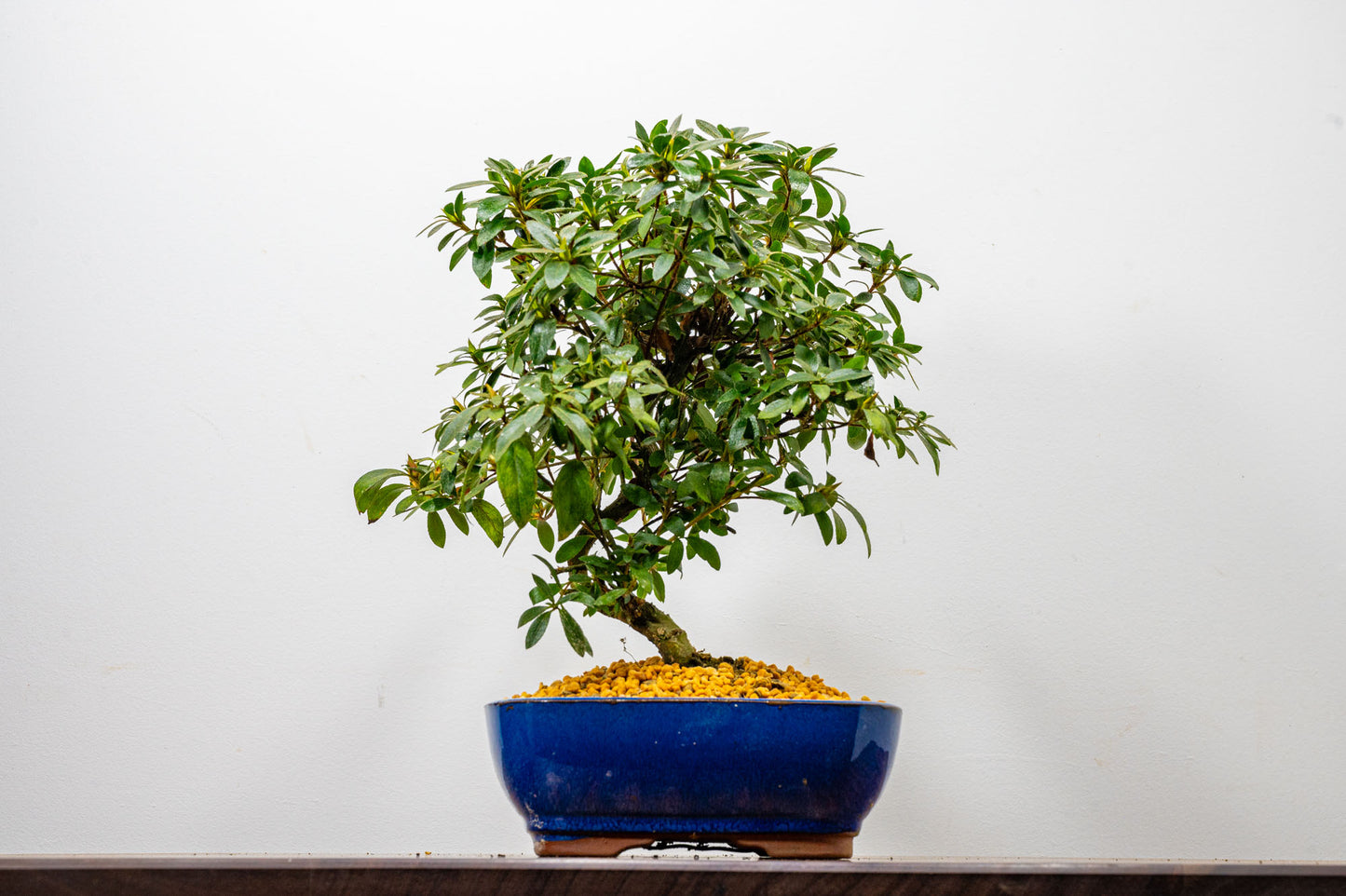 Satsuki Azalea Bonsai