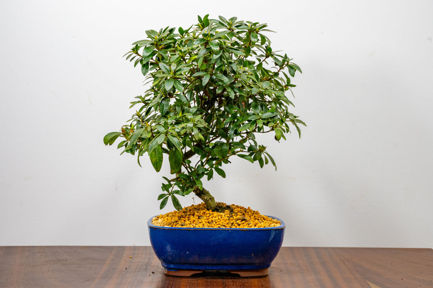 Satsuki Azalea Bonsai