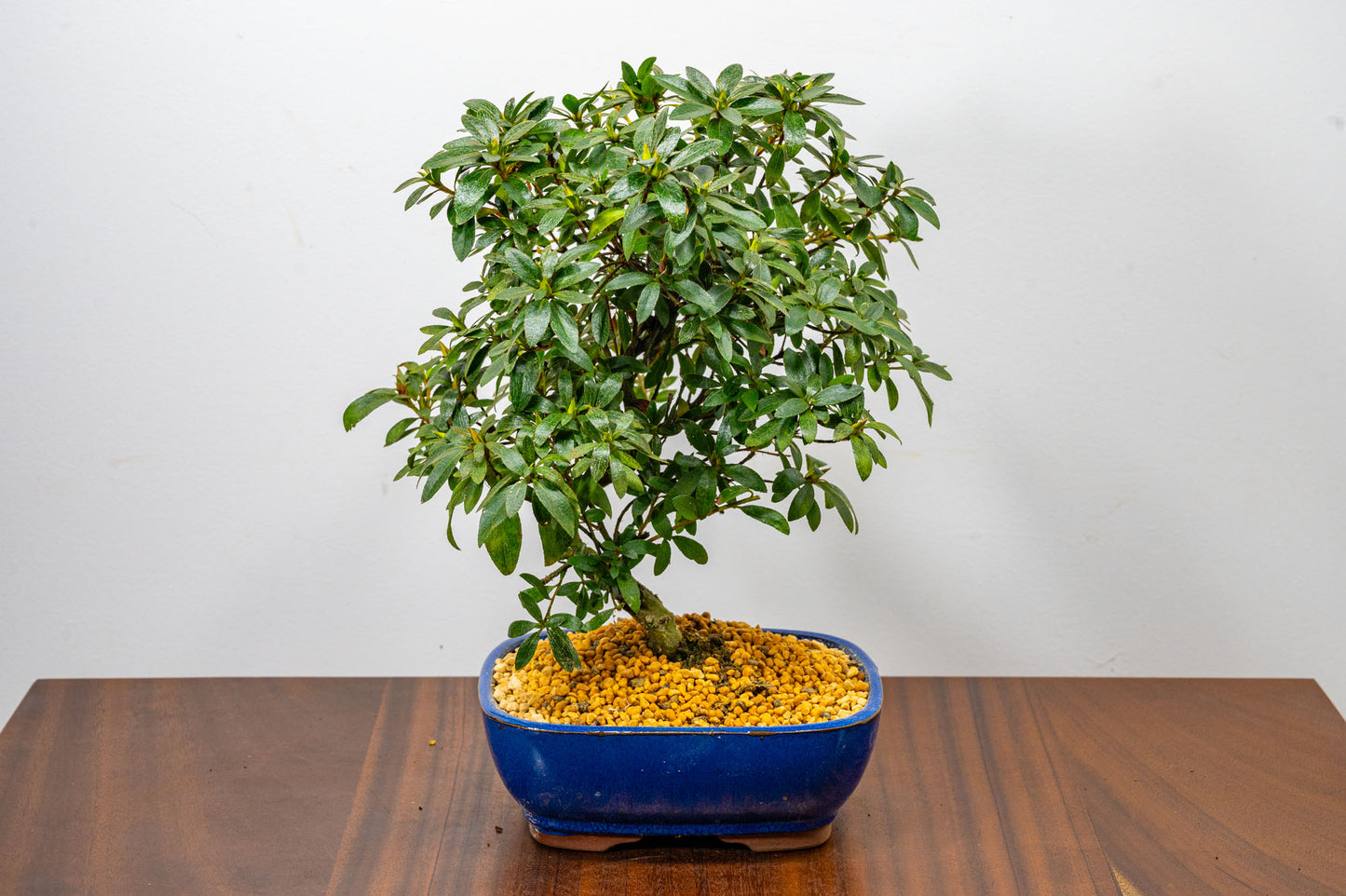 Satsuki Azalea Bonsai