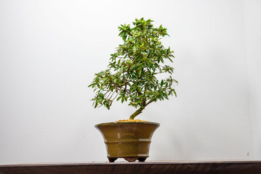 Satsuki Azalea Bonsai