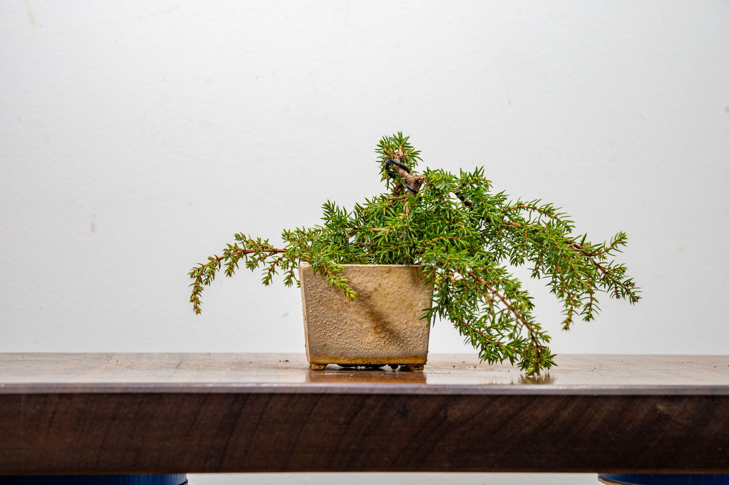 Juniper -Juniperus - Bonsai Starter