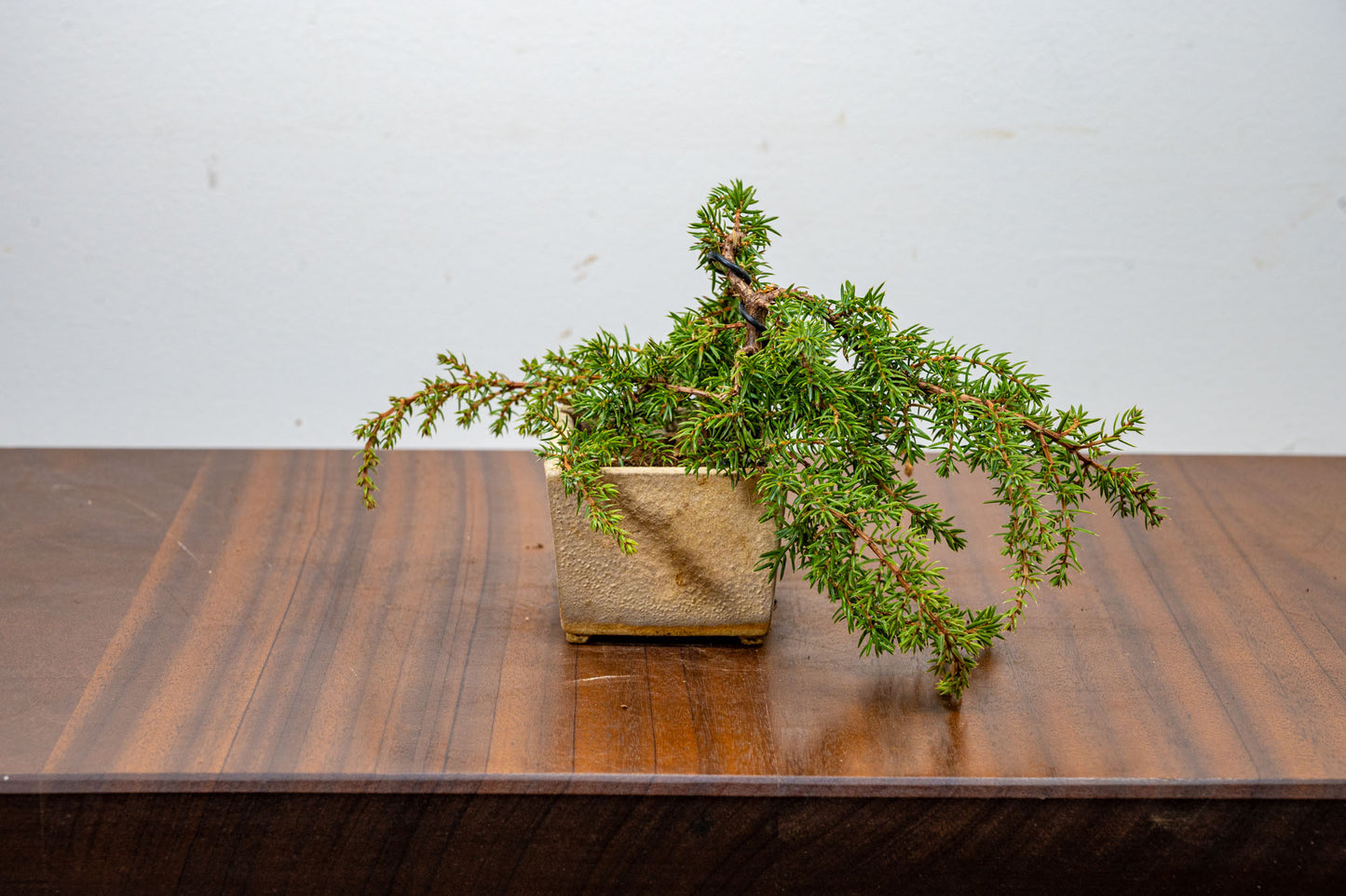 Juniper -Juniperus - Bonsai Starter